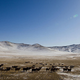 A herd of sheep in Mongolia